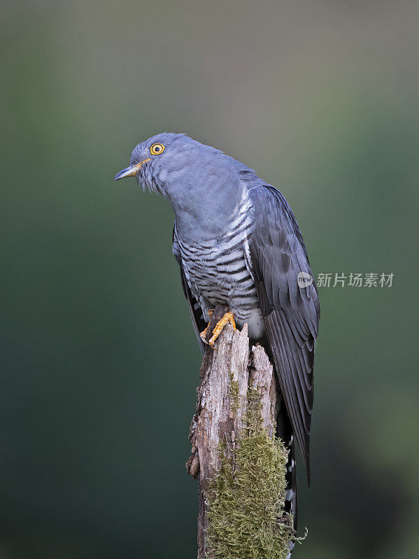 雄性杜鹃(Cuculus canorus)